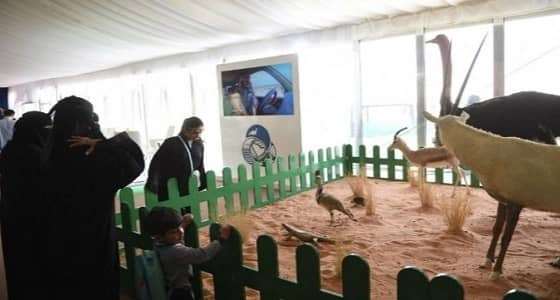 بالصور.. الهيئة السعودية للحياة الفطرية تحاكي البيئات الطبيعة في الجنادرية