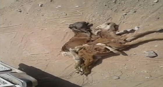 أمانة الرياض تنفي طبخ الأغنام النافقة بأحد المطاعم