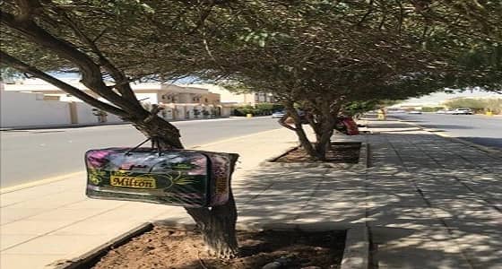 مواطن يضع " بطانيات " على الأشجار لمساعدة الفقراء