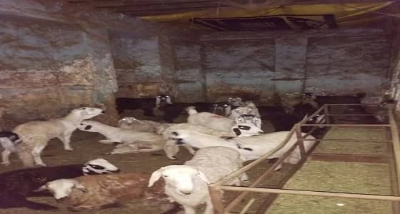 بالصور.. إغلاق مسلخ عشوائي داخل بيت شعبي بالدمام