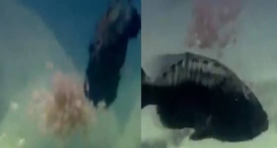 بالفيديو.. سمكة تحمي صغارها من الخطر بوضعهم في فمها