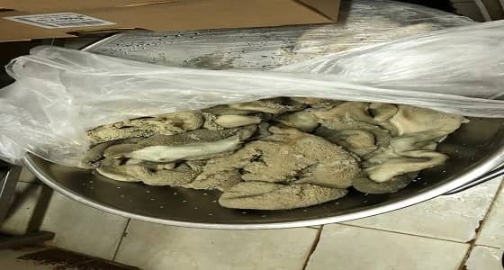 بالفيديو.. جولة أمانة المدينة على عدد من المطاعم بمنطقة الميقات