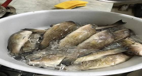 بالصور.. ضبط لحوم وأسماك مجهولة المصدر في عسير