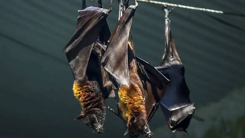 اكتشاف فيروسات جديدة وفتاكة بالبشر فى الخفافيش