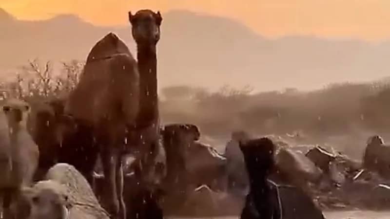 مشهد ساحر لمجموعة من الإبل تحت زخات المطر في الطائف .. فيديو