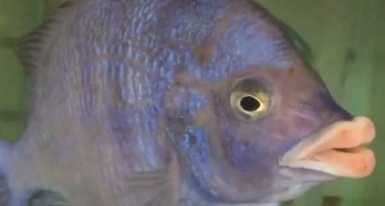 بالفيديو.. سمكة تثير ضجة بشفاهها الفاتنة