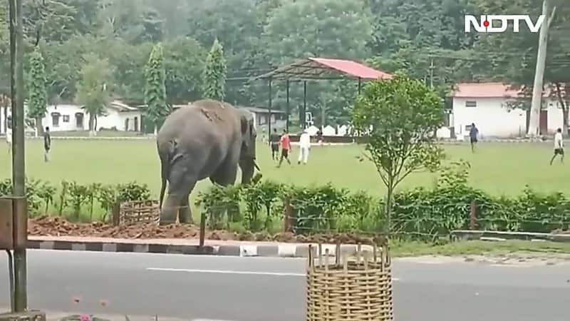 بالفيديو.. فيل يقتحم ملعب مباراة كرة قدم