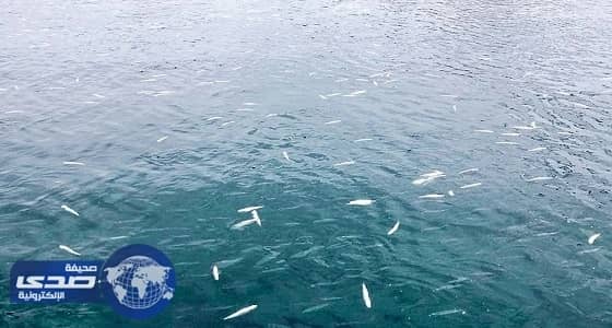 مصادر: شواطئ الشرقية نظيفة ولا قلق من نفوق أسماك سداب والجون