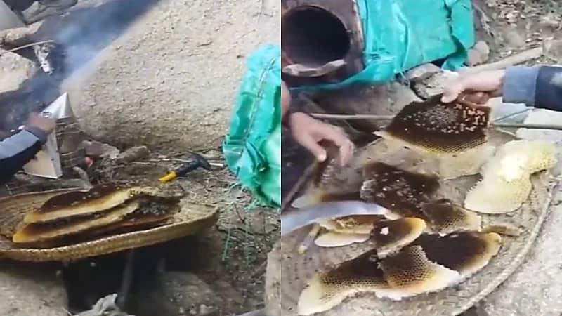 شاهد.. أقراص العسل داخل التجاويف الصخرية في "جبال الحشر"