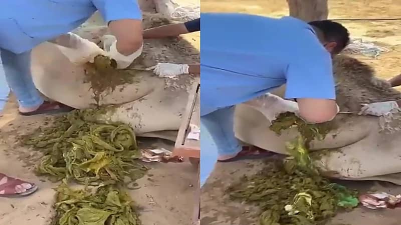 طبيب بيطري يجد مفاجأة صادمة في بطن ناقة أثناء عملية جراحية .. فيديو
