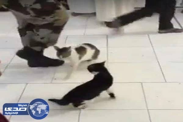 فيديو طريف .. خلاف حاد بين قطين في الحرم و الأمن يتدخل