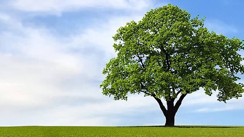 بالفيديو.. تنمية الغطاء النباتي: نستهدف زراعة 450 مليون شجرة بحلول 2030