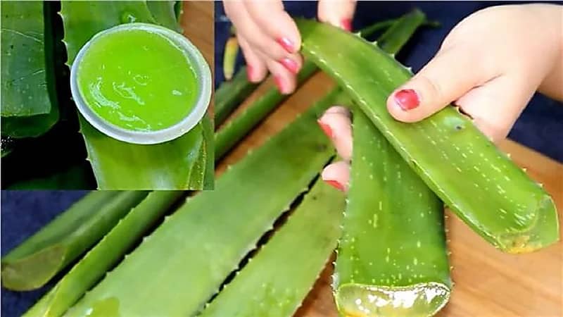 الصبار يمنع ظهور الشيب المبكر للشعر