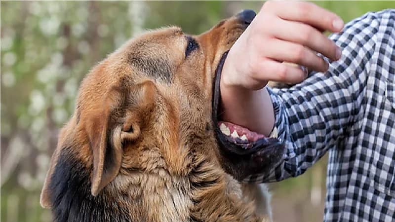 "سعود الطبية" يقدم 4 نصائح للوقاية من داء الكلب