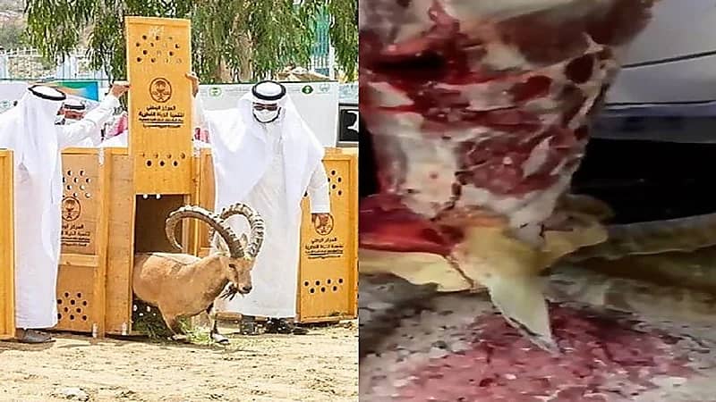 الحياة الفطرية: مقطع سلخ الوعل في بلجرشي يبدو قديمًا