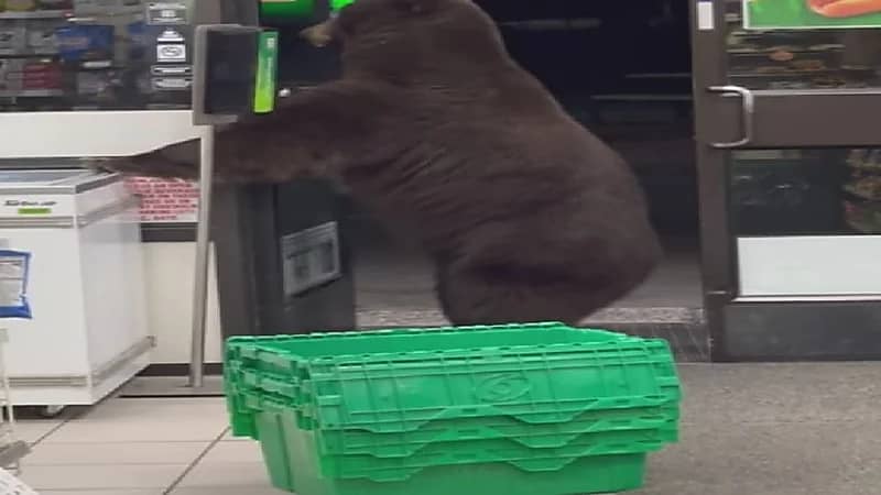 شاهد.. دب ضخم يقتحم أحد المتاجر ويعقم يده ضد كورونا