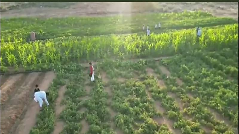 مواطن ينتج خضروات بالمجان للأهالي والمحتاجين بسكاكا.. فيديو