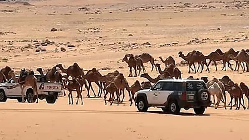 ضبط مواطن ارتكب مخالفة رعي في محمية الإمام عبدالعزيز بن محمد الملكية