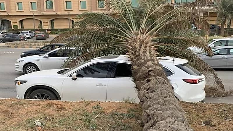 بيان توضيحي من «نجم» بخصوص حادثة سقوط نخلة على سيارة بالرياض
