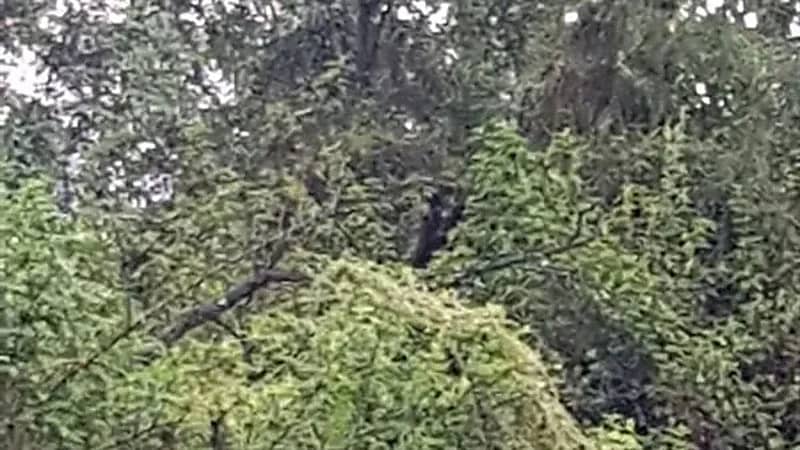 مخلوق غريب نصفه رجل والآخر كلب يطارد شخص