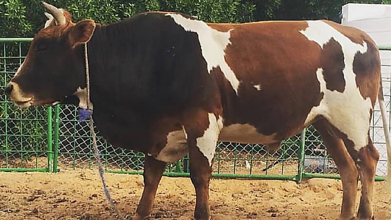 "عجل" يقتل ويصيب 4 أشخاص