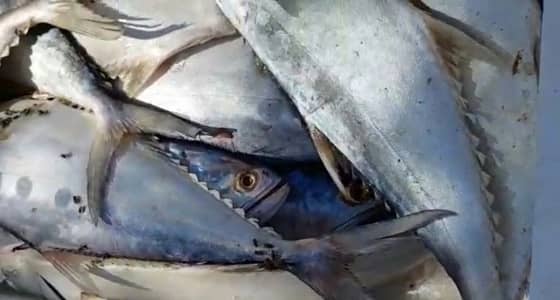 بالصور.. أمن شقراء يضبط وافدين يروجون لحومًا وأسماكًا فاسدة