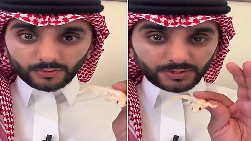 طبيب:الوزغ يسبب تسمم غذائي لا تستهين فيه.. فيديو