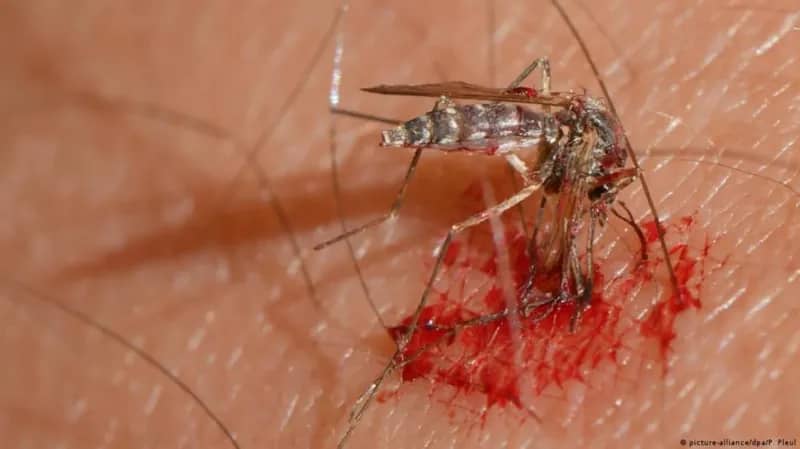 الشرطة تقبض على سارق باستخدام بعوضتين