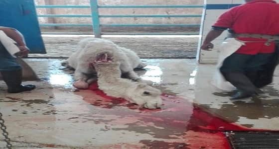 بالصور.. إغلاق ملحمة في نجران بسبب " حاشي مريض "