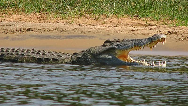 رجل شجاع يهاجم تمساحًا ويفلت من الموت بأعجوبة