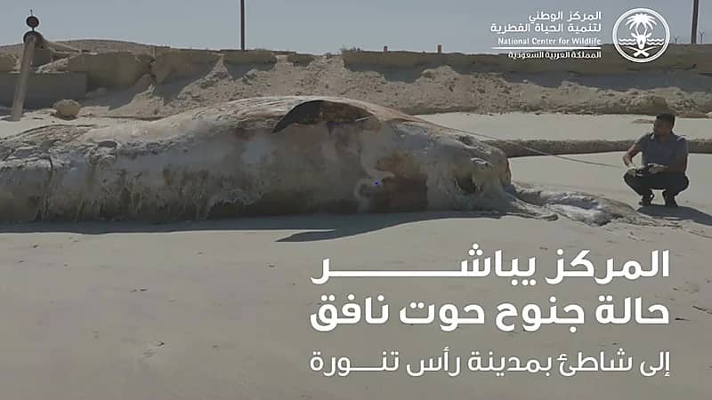 جنوح حوت نافق إلى شاطئ في رأس تنورة