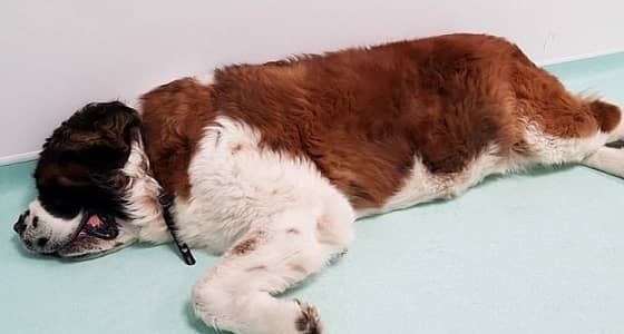 بالصور.. صدمة أطباء بعد فتح بطن كلب