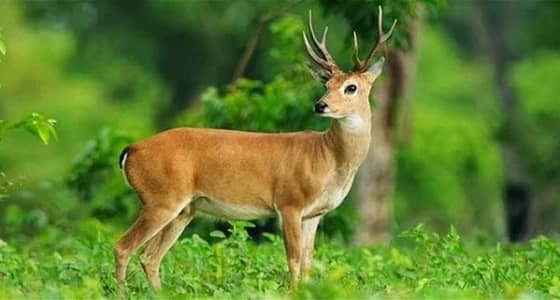 " فيروس الغزلان " ينتشر بأمريكا وخوف من انتقاله للبشر