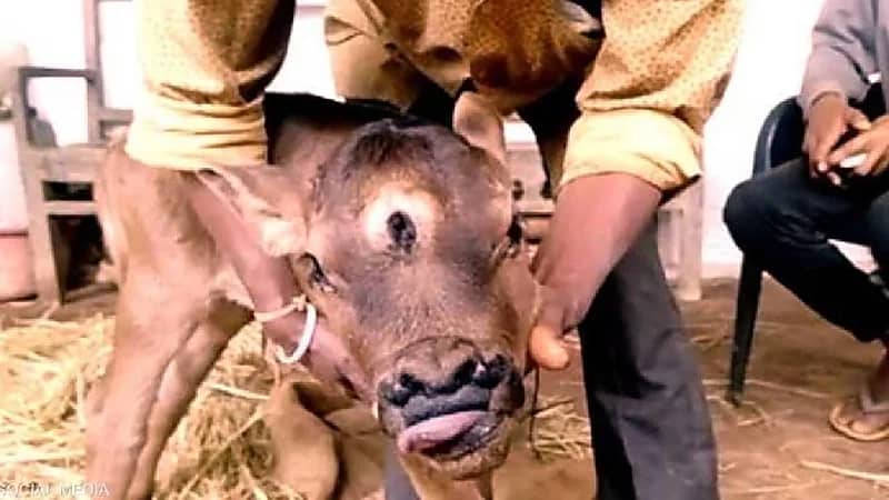 حالة نادرة.. ولادة عجل ب3 أعين و4 فتحات أنف