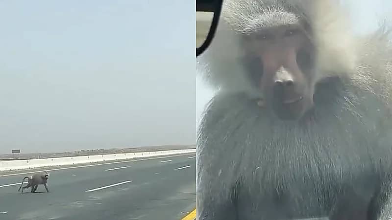 قرد البابون يفاجئ سيدة وابنتها في السيارة على أحد الطرقات .. فيديو