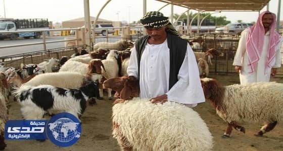 ⁠⁠⁠⁠⁠أنخفاض أسعار المواشي البلدي في صبيا والمستورد ينعش السوق