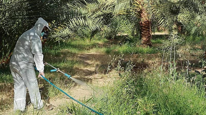 أسراب الجراد تغزو أفريقيا.. ولا تهديد على المملكة