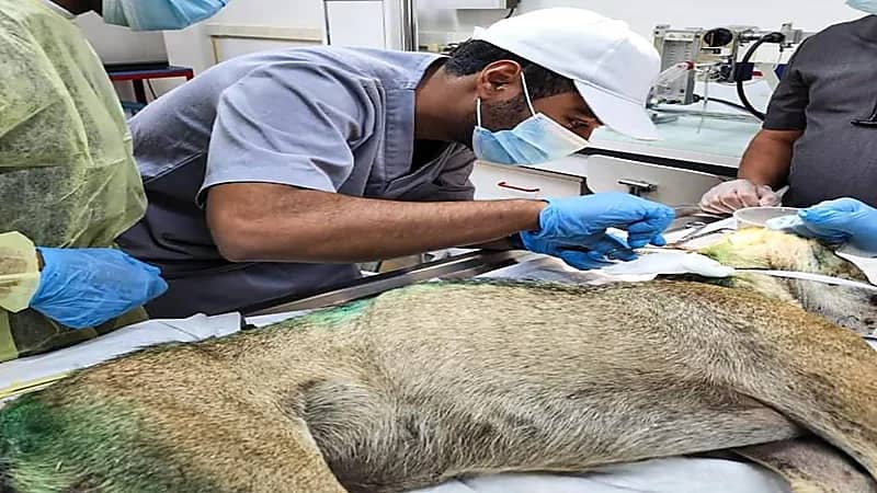 بالصور.. علاج ذئب من إصابات بليغة في الطائف