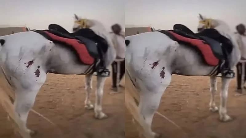 العقوبة المتوقعة ضد معذب الخيل بجدة