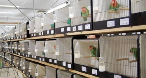 إلغاء الحدث السنوي لمعرض الطيور عقب سرقة النادرة منها