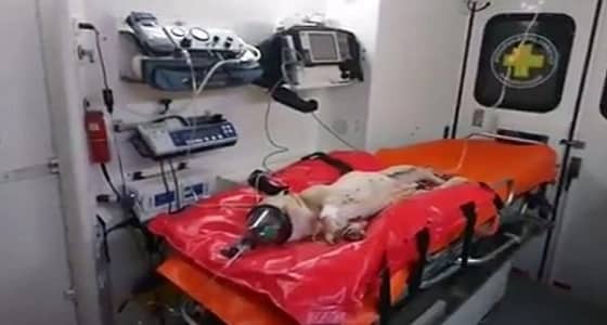 بالفيديو.. رجل يتجرد من الرحمة ويلقي بكلب من النافذة