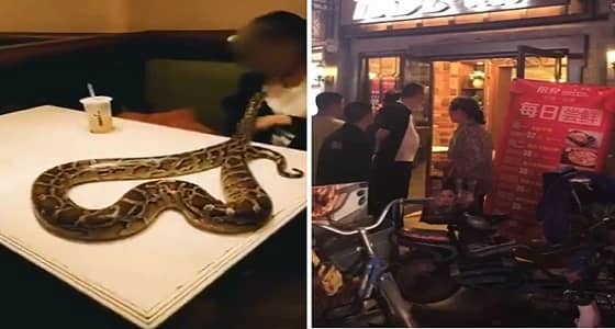 بالفيديو.. زبون يصطحب ثعبان معه لتناول العشاء في مطعم