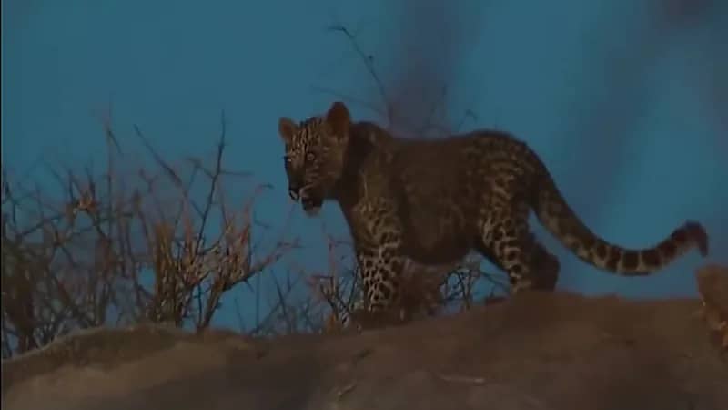 الحياة الفطرية: زيادة أعداد قرود البابون سبب تدهور أعداد النمر العربي في المملكة