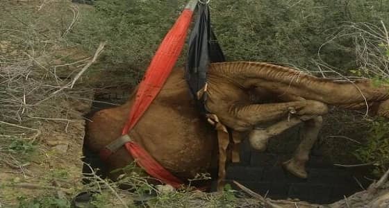 استخراج ناقة من خزان مياه بـ " تربة "