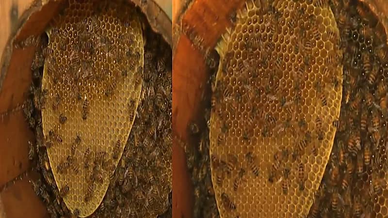 شاهد.. مواطن يربي أكثر من نصف مليون نحلة بمنزله في رجال ألمع