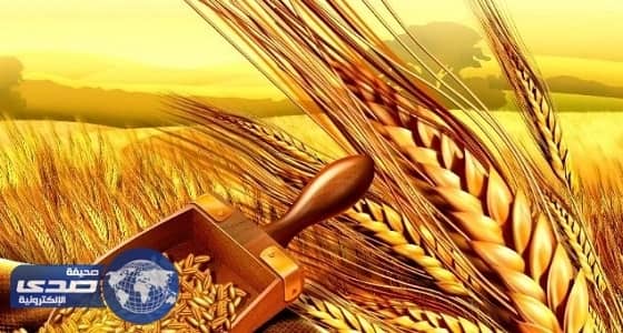 انتهاء ترسية الدفعة الثالثة من القمح المستورد لهذا العام