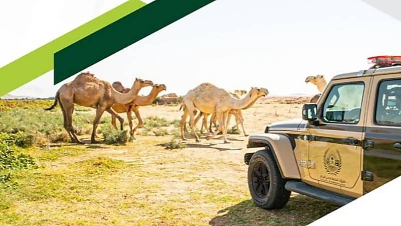 القبض على 54 مخالفًا لنظام البيئة لارتكابهم مخالفات رعي