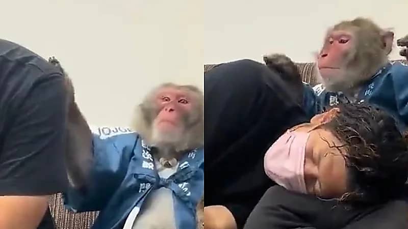 قرد يحاول تخفيف التعب عن صاحبه ويطلب منه أن يغفو على قدميه .. فيديو
