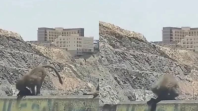 قرد يسرق نقاب من أحد الفتيات ويحاول لبسه .. فيديو