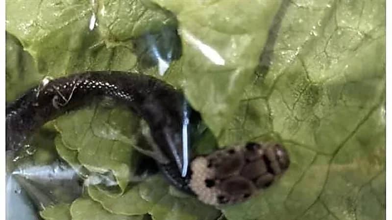 شاهد.. عثور سيدة على ثعبان سام حي في وجبة طعام